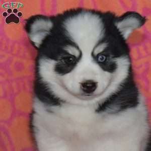 Jane, Pomsky Puppy