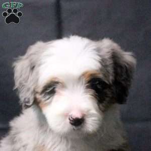 Jane, Mini Bernedoodle Puppy