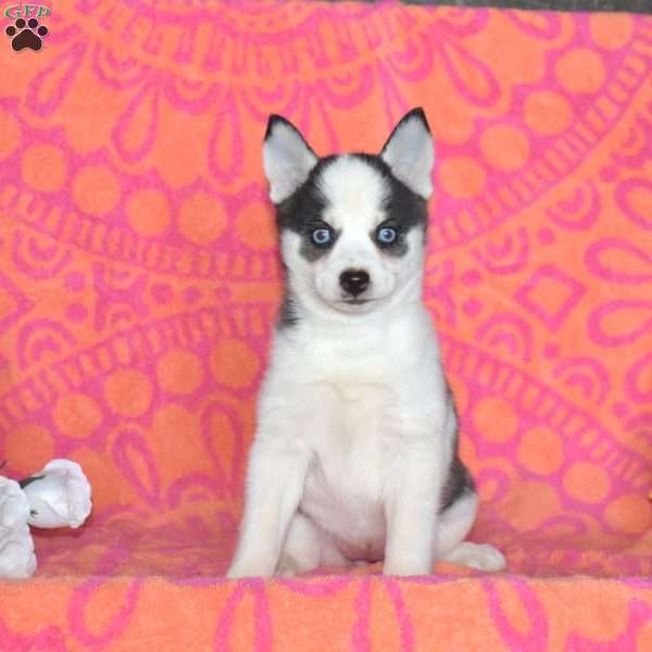 Janet, Pomsky Puppy