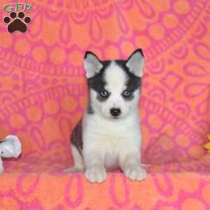 Janet, Pomsky Puppy
