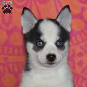 Janet, Pomsky Puppy