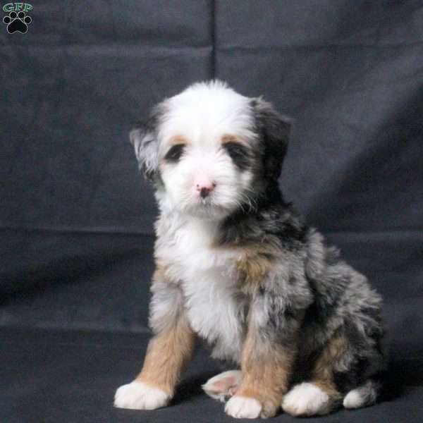 Jasper, Mini Bernedoodle Puppy
