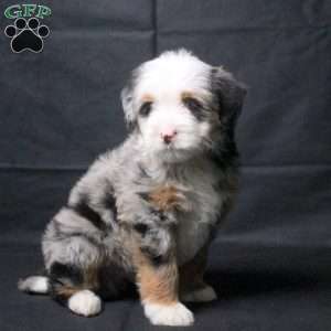 Jasper, Mini Bernedoodle Puppy