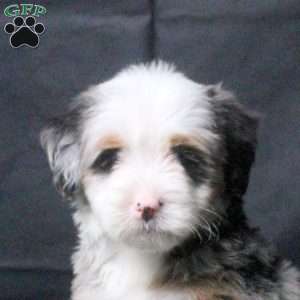 Jasper, Mini Bernedoodle Puppy