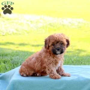 Jasmine, Shih-Poo Puppy