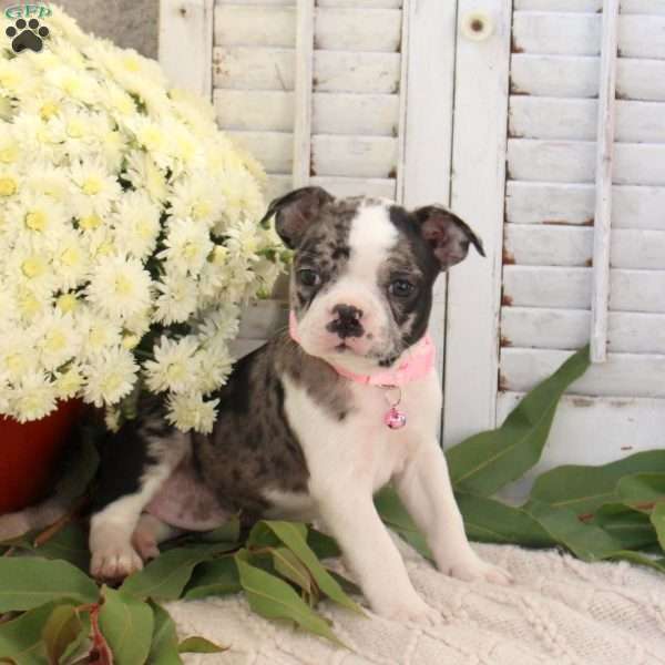 Jasmine, Boston Terrier Puppy