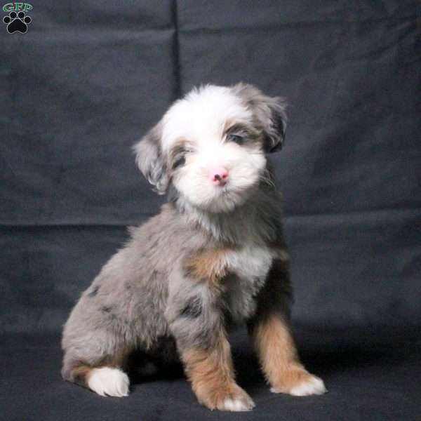 Jasmine, Mini Bernedoodle Puppy