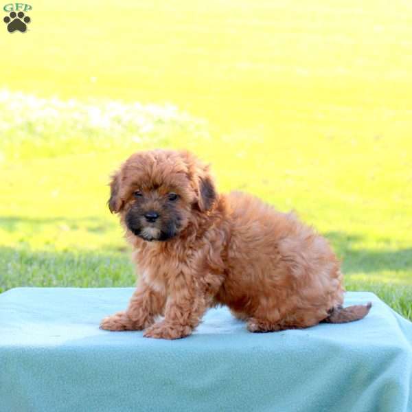 Jasmine, Shih-Poo Puppy