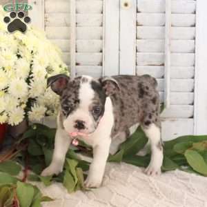 Jasmine, Boston Terrier Puppy