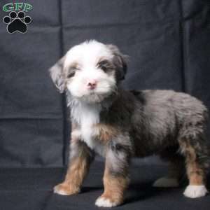 Jasmine, Mini Bernedoodle Puppy