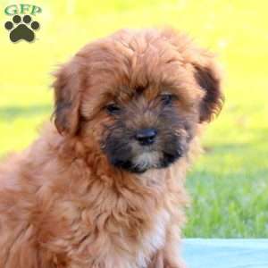 Jasmine, Shih-Poo Puppy