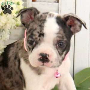Jasmine, Boston Terrier Puppy