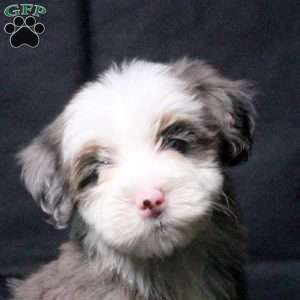Jasmine, Mini Bernedoodle Puppy