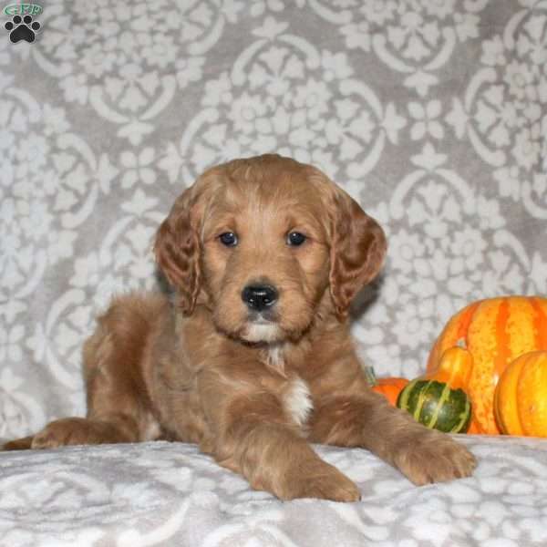 Jason, Mini Goldendoodle Puppy