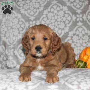 Jason, Mini Goldendoodle Puppy