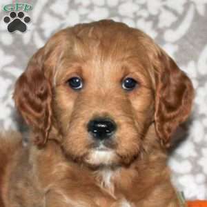 Jason, Mini Goldendoodle Puppy
