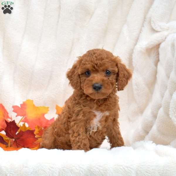 Jasper, Miniature Poodle Puppy