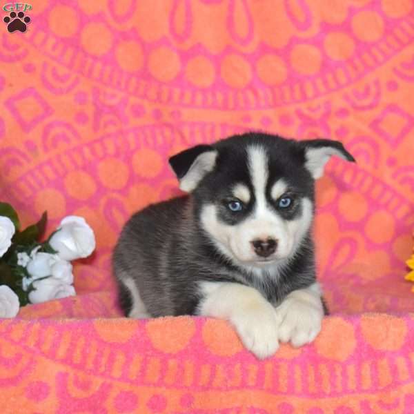 Jasper, Pomsky Puppy