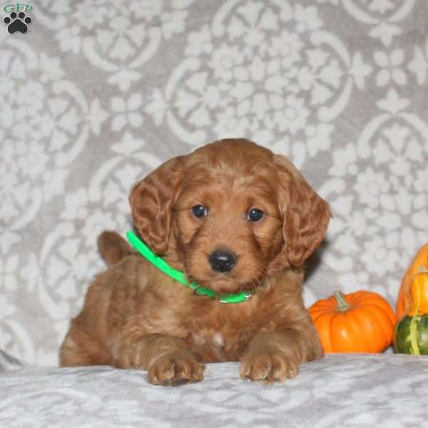 Jasper, Mini Goldendoodle Puppy