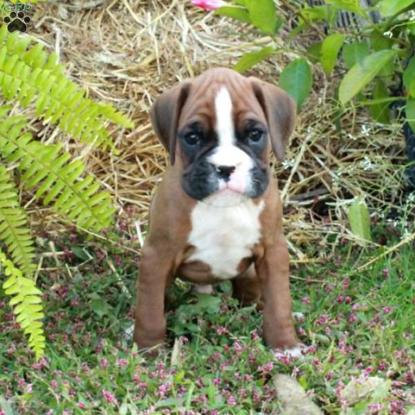 Jasper, Boxer Puppy