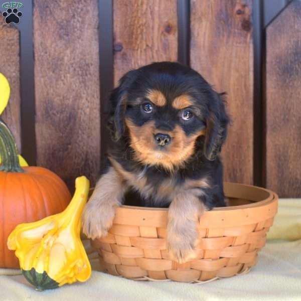 Jasper, Cavalier King Charles Spaniel Puppy