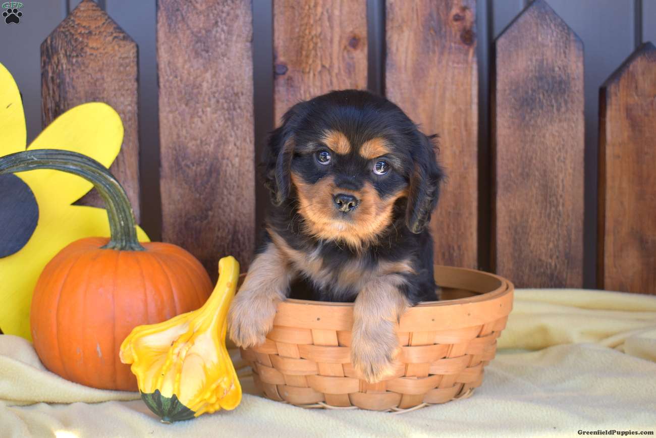Jasper (Cavalier King Charles Spaniel, Male) in Bird in Hand, PA