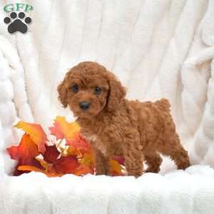 Jasper, Miniature Poodle Puppy