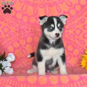 Jasper, Pomsky Puppy