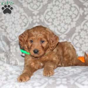 Jasper, Mini Goldendoodle Puppy