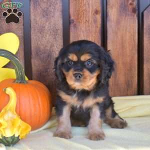 Jasper, Cavalier King Charles Spaniel Puppy