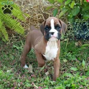 Jasper, Boxer Puppy