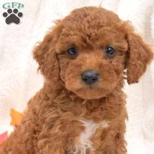 Jasper, Miniature Poodle Puppy