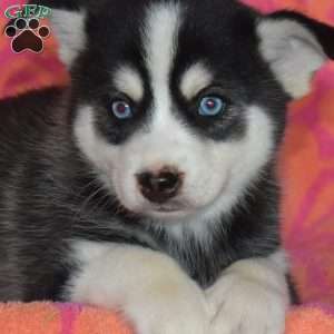 Jasper, Pomsky Puppy