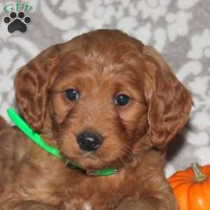 Jasper, Mini Goldendoodle Puppy