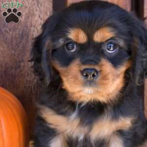 Jasper, Cavalier King Charles Spaniel Puppy