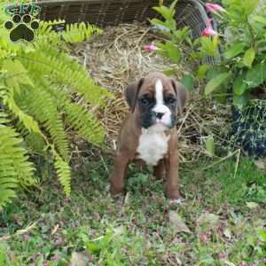 Jasper, Boxer Puppy