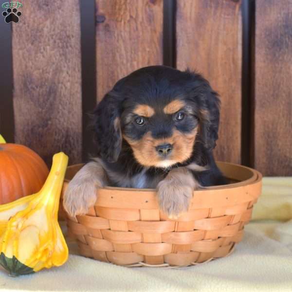 Java, Cavalier King Charles Spaniel Puppy