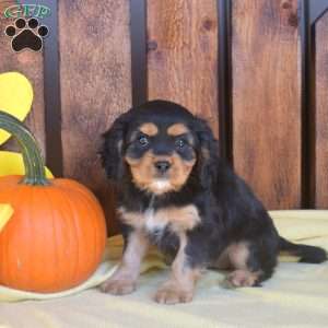 Java, Cavalier King Charles Spaniel Puppy