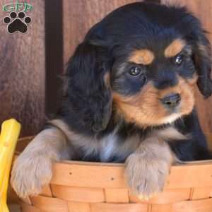 Java, Cavalier King Charles Spaniel Puppy