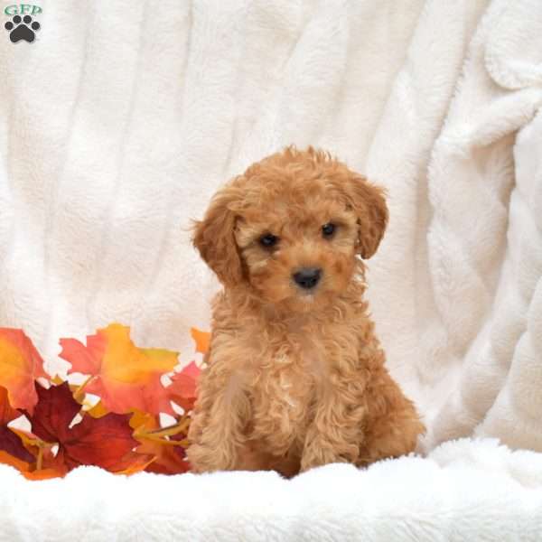 Jax, Miniature Poodle Puppy