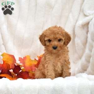 Jax, Miniature Poodle Puppy