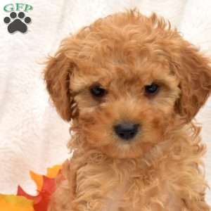 Jax, Miniature Poodle Puppy
