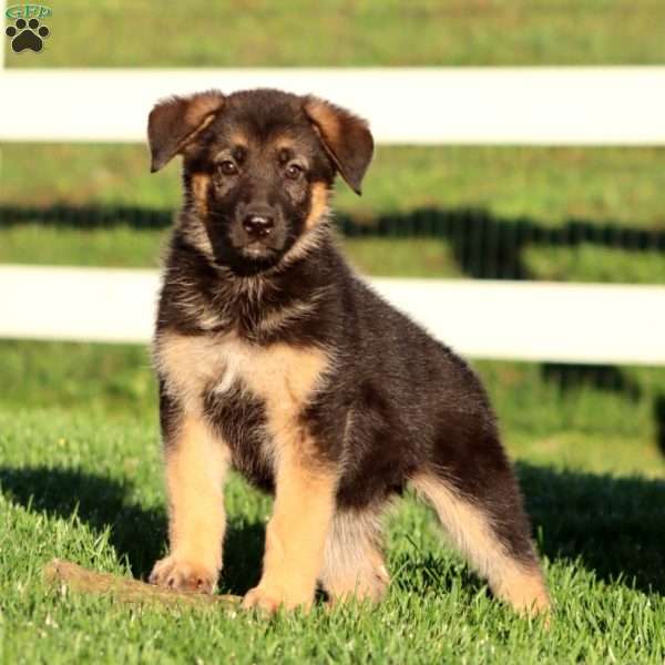 Jayda, German Shepherd Puppy