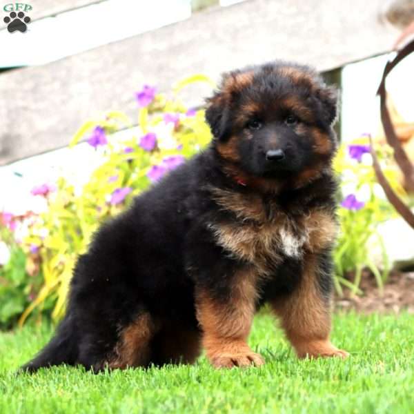 Jayda-Longhaired, German Shepherd Puppy