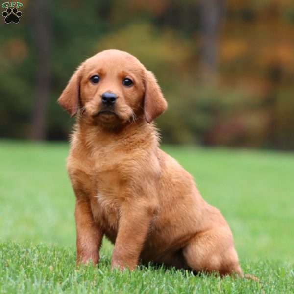 Jayda, Fox Red Labrador Retriever Puppy