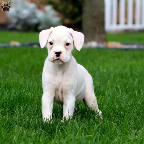Jayda, Boxer Puppy