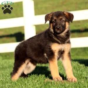 Jayda, German Shepherd Puppy