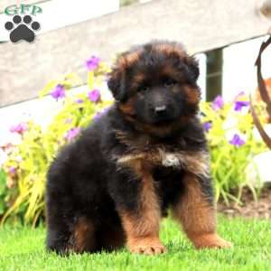 Jayda-Longhaired, German Shepherd Puppy