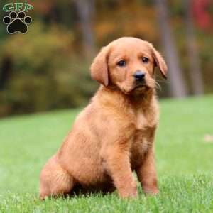 Jayda, Fox Red Labrador Retriever Puppy
