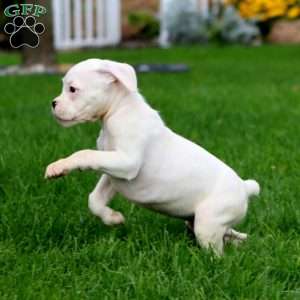 Jayda, Boxer Puppy